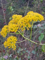 Senecio pleistocephalus