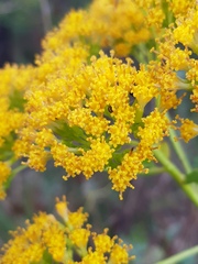 Senecio pleistocephalus