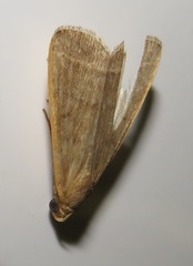 Simplicia extinctalis