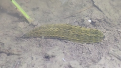 Whitmania pigra