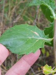 Senecio pleistocephalus