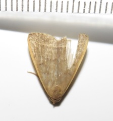 Simplicia extinctalis