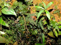 Trichomanes botryoides