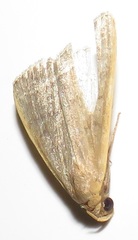 Simplicia extinctalis