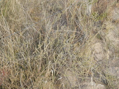 Junellia seriphioides