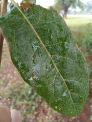 Combretum imberbe