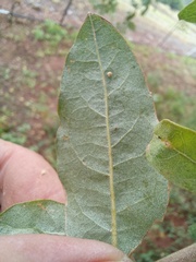 Combretum imberbe