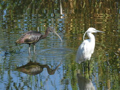 Plegadis falcinellus