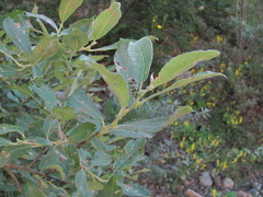 Salix pseudomedemii