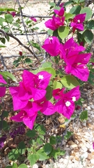 Bougainvillea