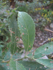 Salix pseudomedemii