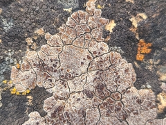 Acarospora glaucocarpa