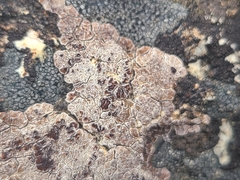Acarospora glaucocarpa