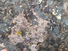 Acarospora glaucocarpa