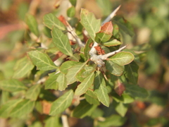 Schinus fasciculata