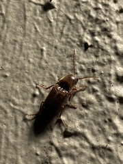 Diplostethus carolinensis