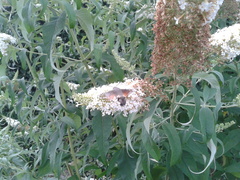 Macroglossum stellatarum