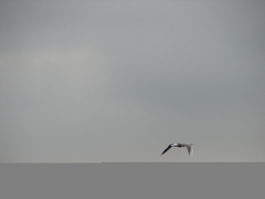 Chroicocephalus maculipennis