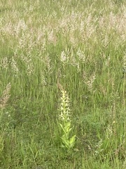 Habenaria macroceratitis