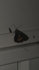 Catocala antinympha