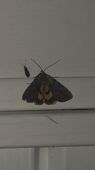 Catocala antinympha