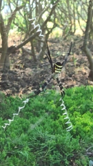 Argiope amoena