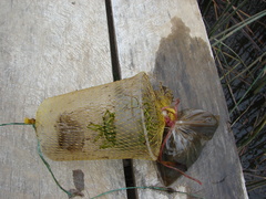 Egeria densa