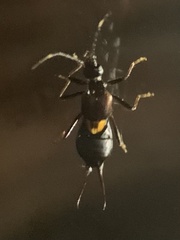 Forficulidae