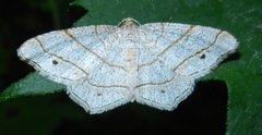 Trigrammia quadrinotaria