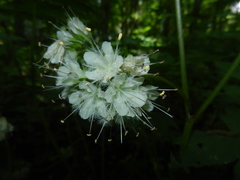Hydrophyllum