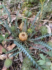 Banksia dallanneyi