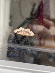Idaea gemmata