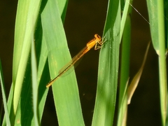 Ischnura pumilio