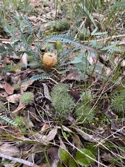 Banksia dallanneyi