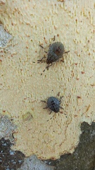 Rhaphigaster nebulosa