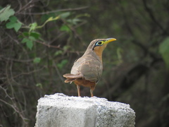 Morococcyx erythropygus