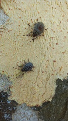 Rhaphigaster nebulosa