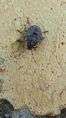 Rhaphigaster nebulosa