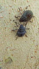 Rhaphigaster nebulosa