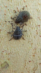 Rhaphigaster nebulosa