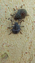 Rhaphigaster nebulosa