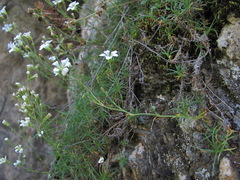 Cherleria circassica