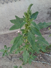 Amaranthus retroflexus