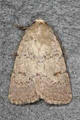 Caradrina aspersa