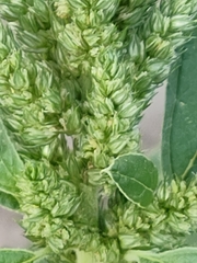 Amaranthus retroflexus