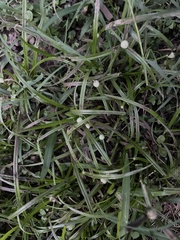 Cyperus mindorensis