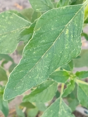 Amaranthus retroflexus