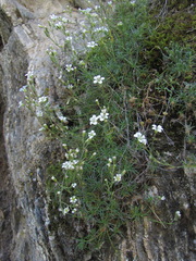 Cherleria circassica