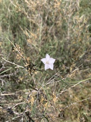Convolvulus equitans