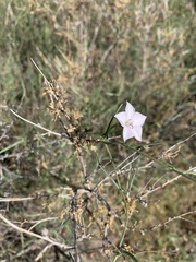 Convolvulus equitans